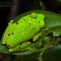 Pseudophilautus poppiae Megaskumbura & Manamendra-Arachcchi, 2005